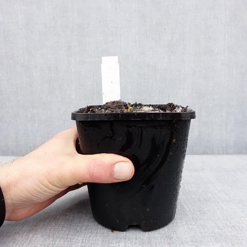 Spécimen de Hosta Lipstick Kiss Pot de 1,5L/2L tel que livré en hiver