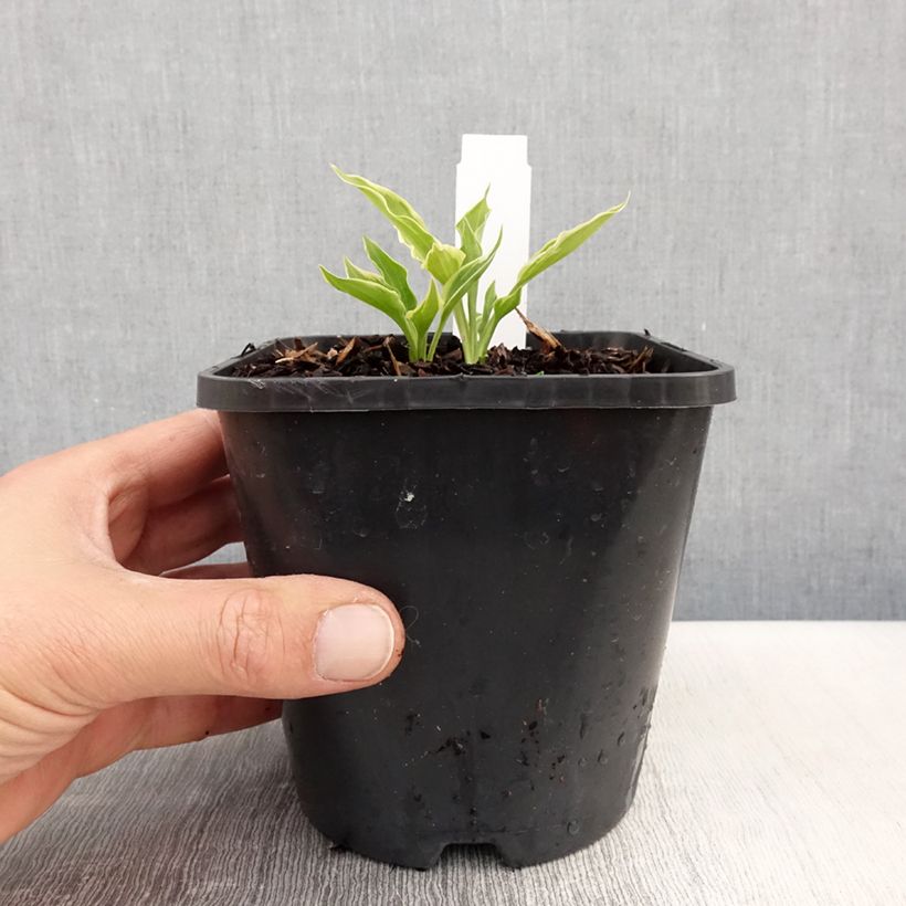Amostra de Hosta Little Devil Vaso de 1,5 L/2 L tal como entregue na primavera