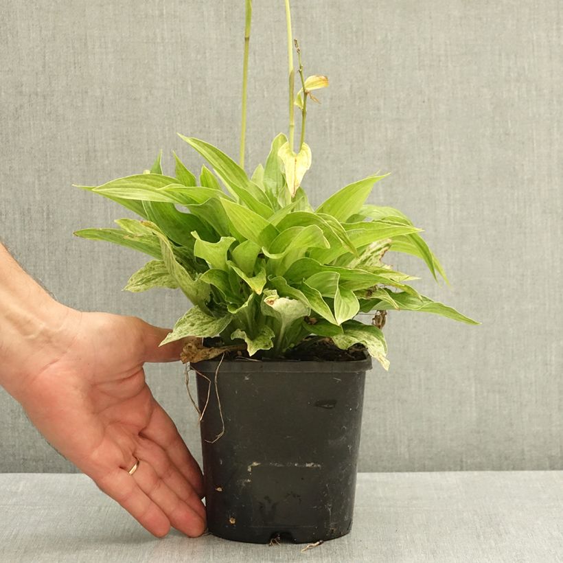 Spécimen de Hosta London Fog Pot de 1,5L/2L tel que livré en été