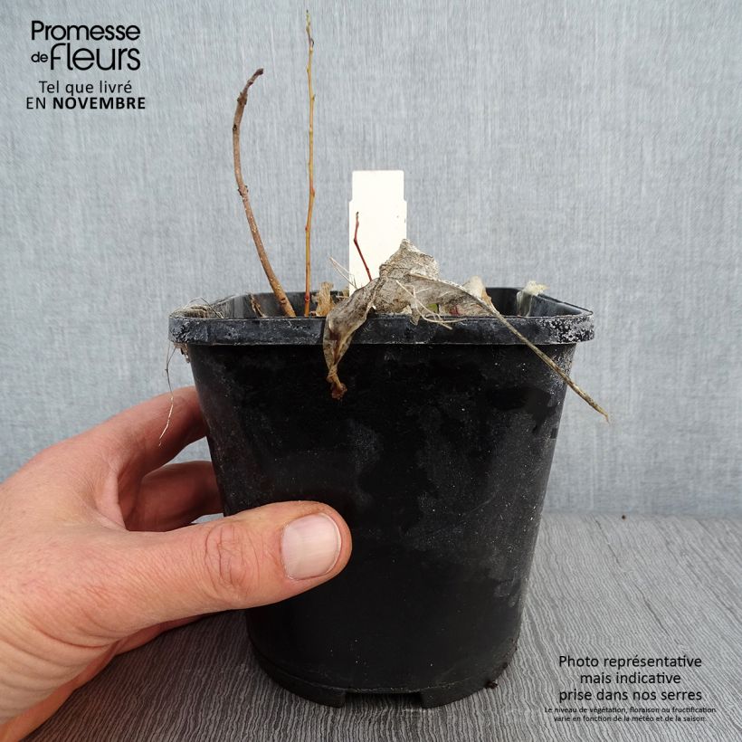 Spécimen de Hosta Marilyn Monroe Pot de 1,5L/2L tel que livré en automne