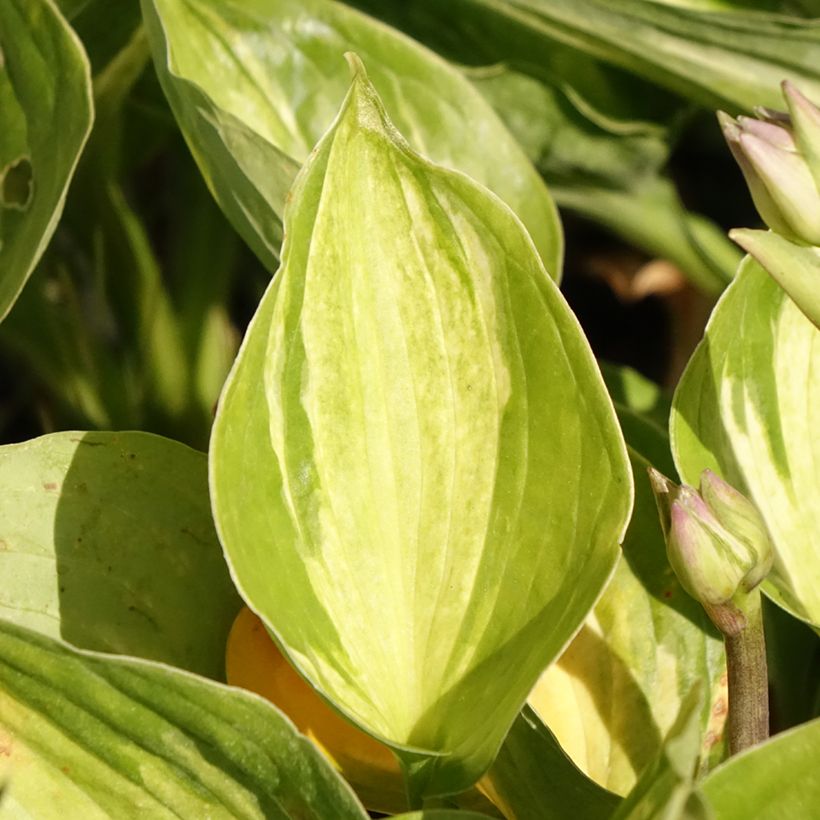 Hosta Midnight at the Oasis (Feuillage)