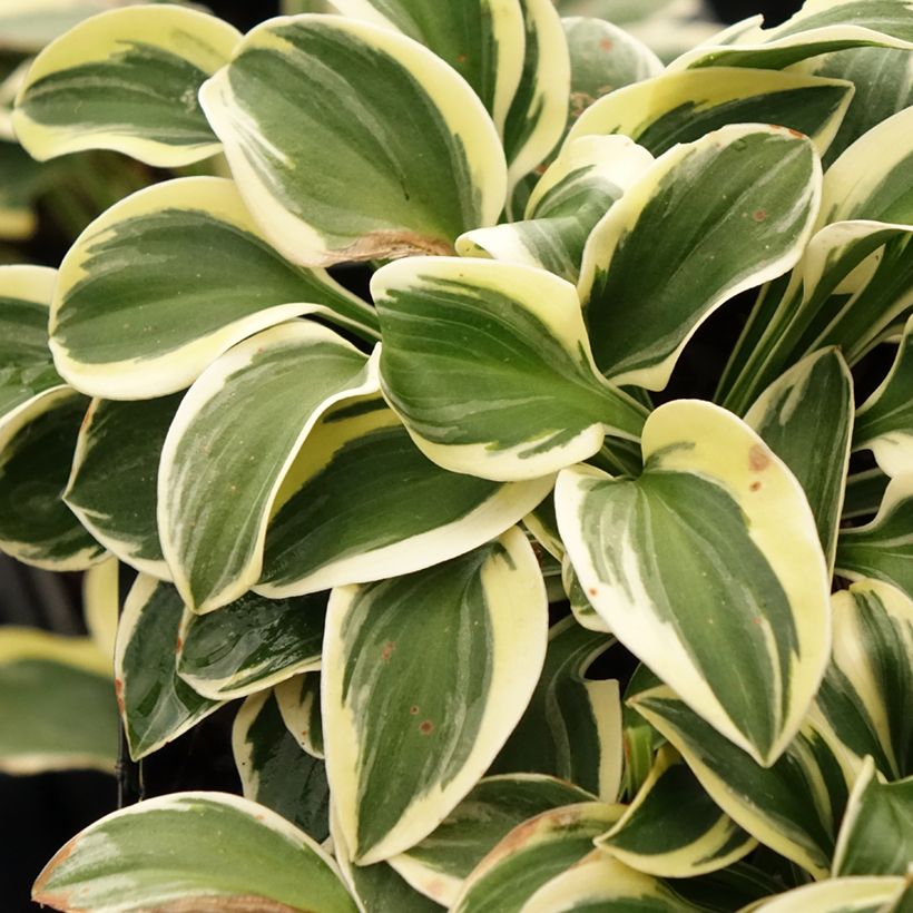 Hosta Mighty Mouse (Feuillage)