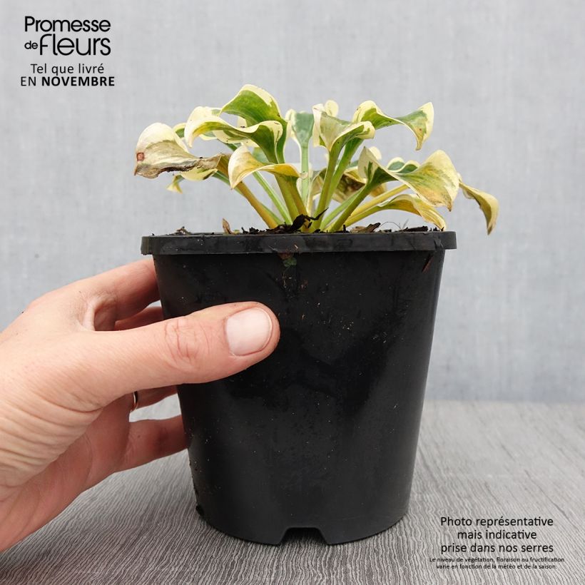 Spécimen de Hosta Mini Skirt Pot de 1,5L/2L tel que livré en automne