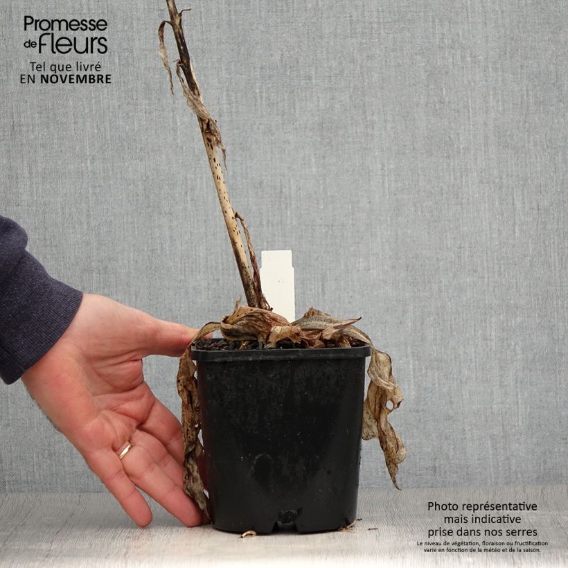 Spécimen de Hosta Minuteman Pot de 1,5L/2L tel que livré en automne