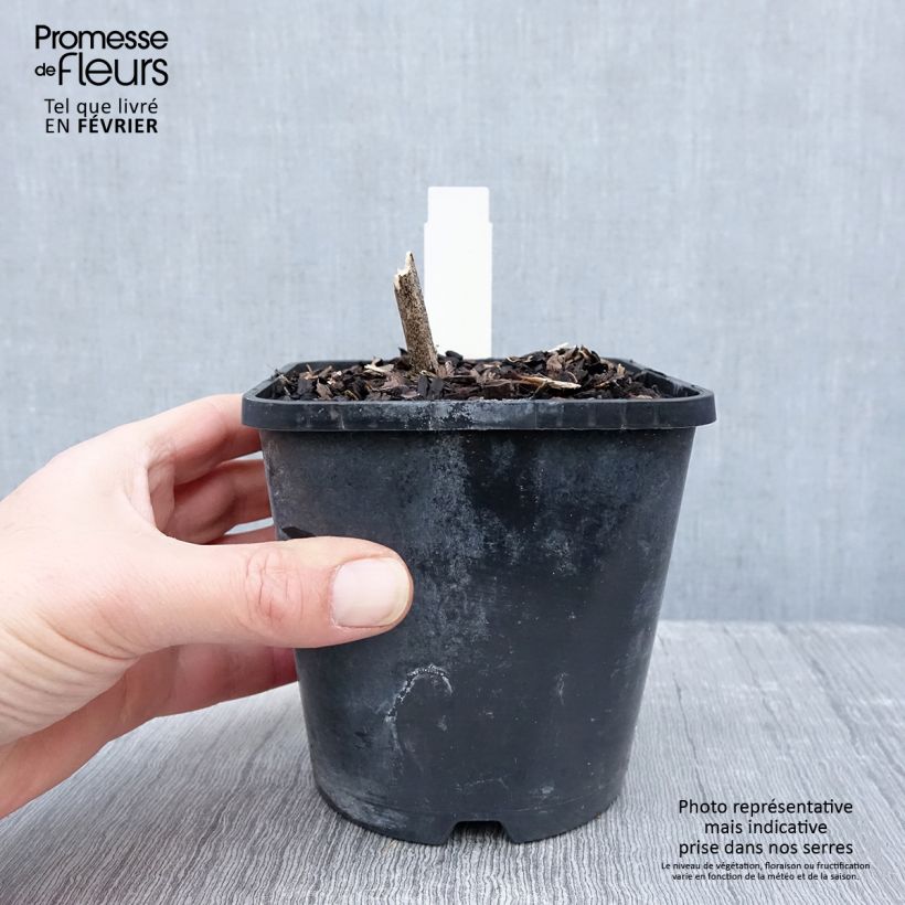 Spécimen de Hosta Minuteman Pot de 1,5L/2L tel que livré en hiver
