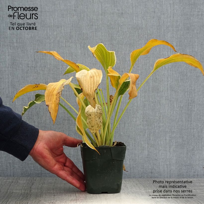 Spécimen de Hosta montana Yellow River Godet de 8/9 cm tel que livré en automne