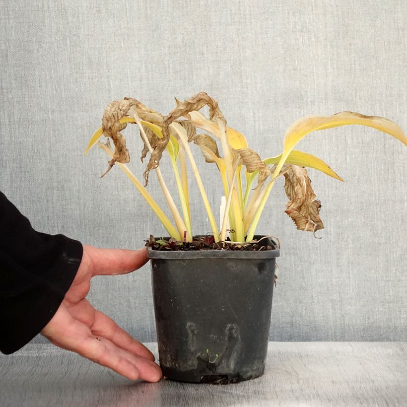 Spécimen de Hosta montana Yellow River Pot de 1,5L/2L tel que livré en automne