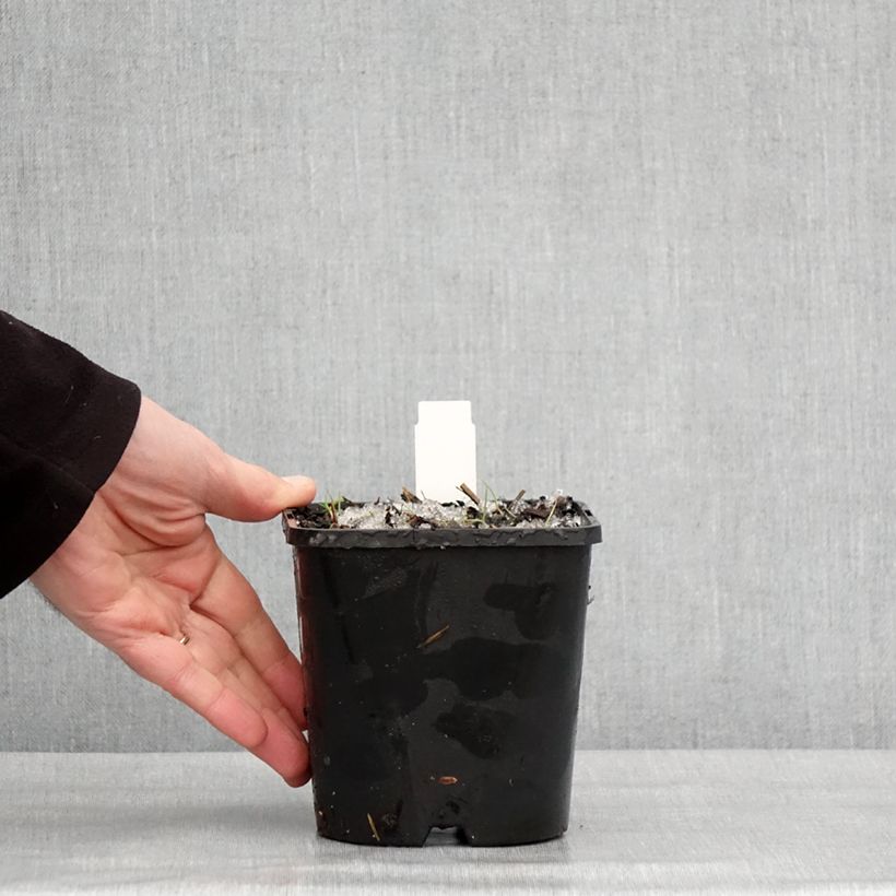 Spécimen de Hosta montana Yellow River Pot de 1,5L/2L tel que livré en hiver