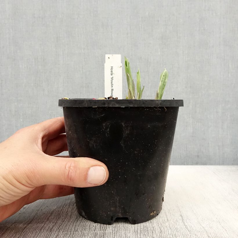 Hosta Moulin Rouge 1.5L/2L pot sample as delivered in spring