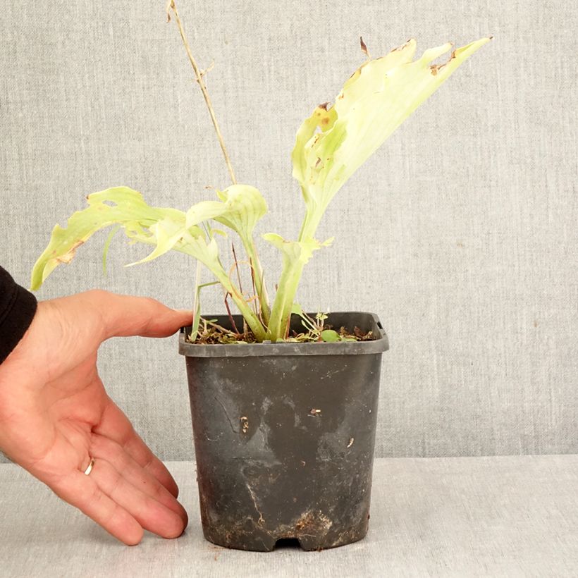 Spécimen de Hosta Neptune  Pot de 1,5L/2L tel que livré en automne