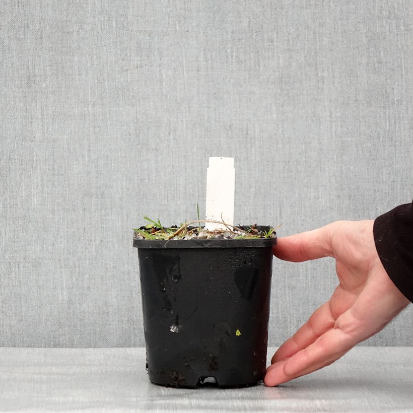 Spécimen de Hosta Neptune  Pot de 1,5L/2L tel que livré en hiver