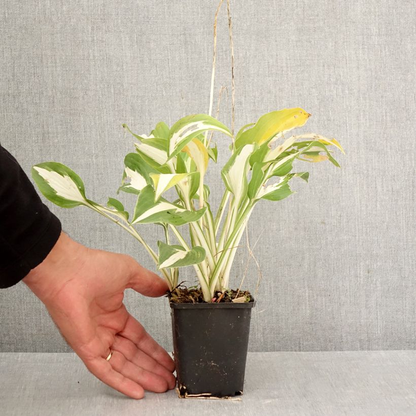 Spécimen de Hosta Night Before Christmas Godet de 8/9 cm tel que livré en automne