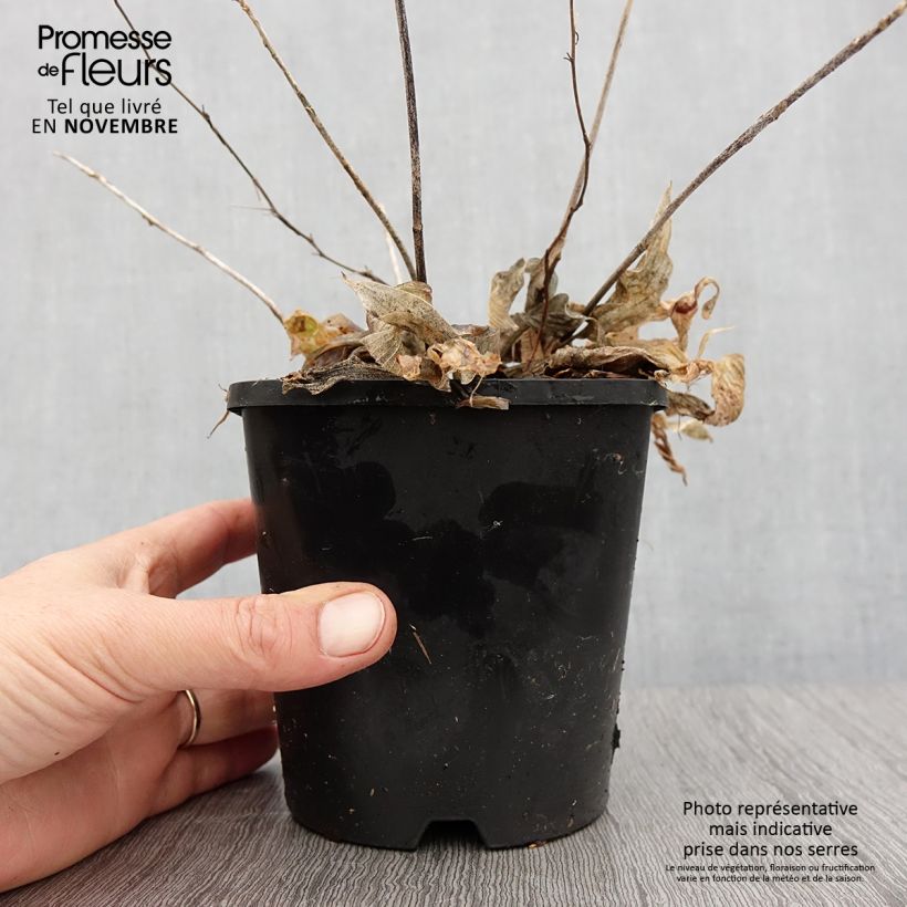 Spécimen de Hosta Obi-One Kenobi Pot de 1,5L/2L tel que livré en automne