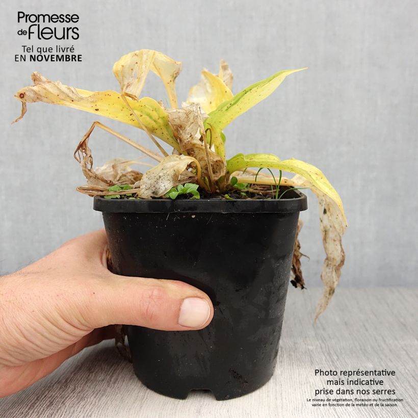 Spécimen de Hosta Orange Marmelade Pot de 1,5L/2L tel que livré en automne