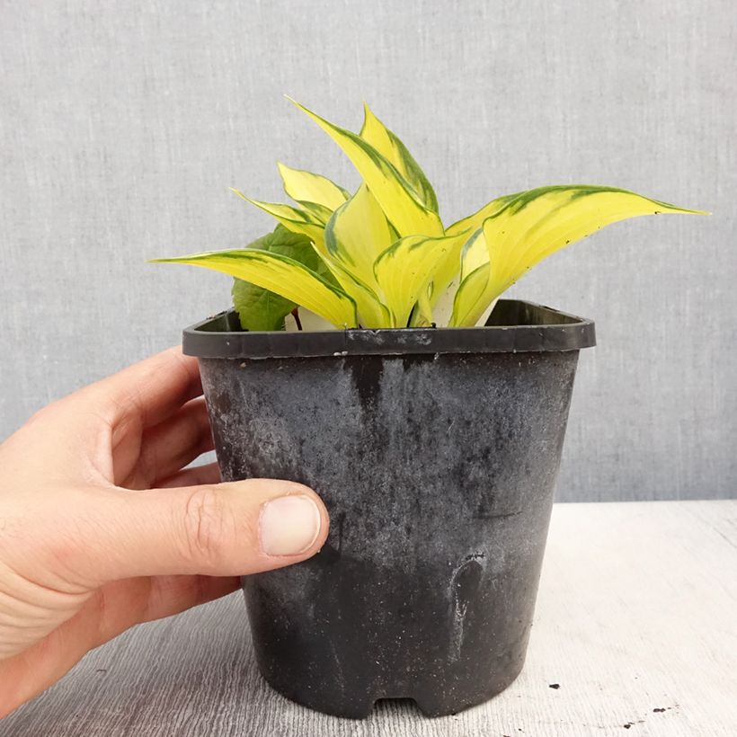 Amostra de Hosta tardiana Orange Star Vaso de 1,5 L/2 L tal como entregue na primavera