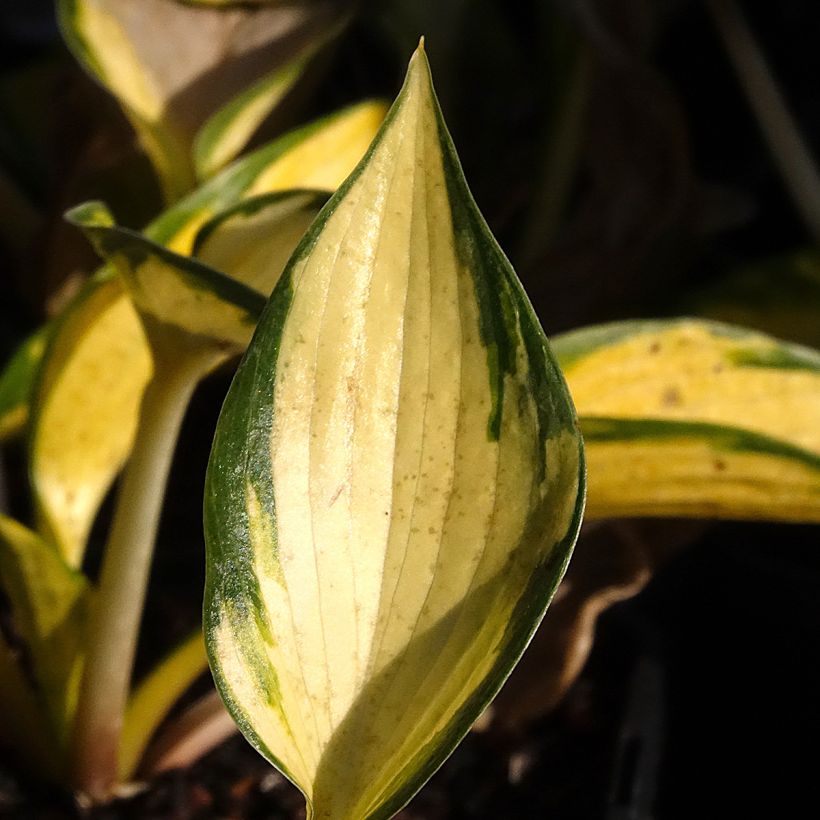 Hosta Orange Star (Feuillage)