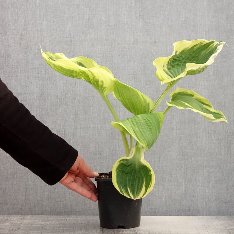 Hosta Orion's Belt Vaso da 1,5L/2L esemplare consegnato in primavera