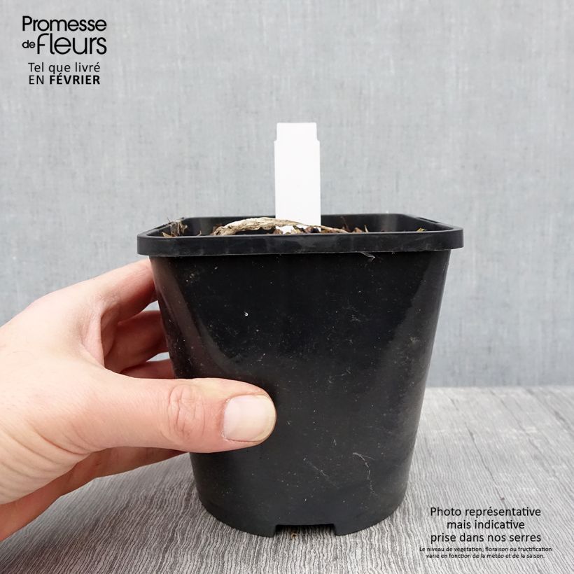 Spécimen de Hosta ou Funkia Fireworks Pot de 1,5L/2L tel que livré en hiver