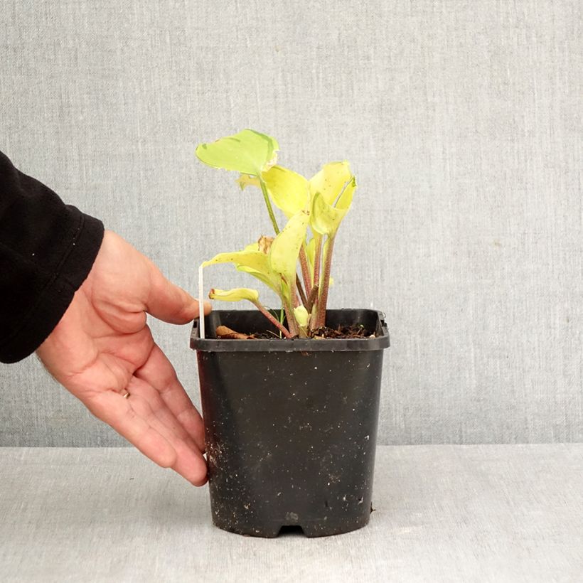 Spécimen de Hosta Paradise Island Pot de 1,5L/2L tel que livré en automne