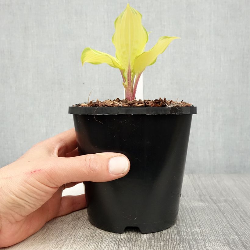 Spécimen de Hosta Paradise Island Pot de 1,5L/2L tel que livré au printemps