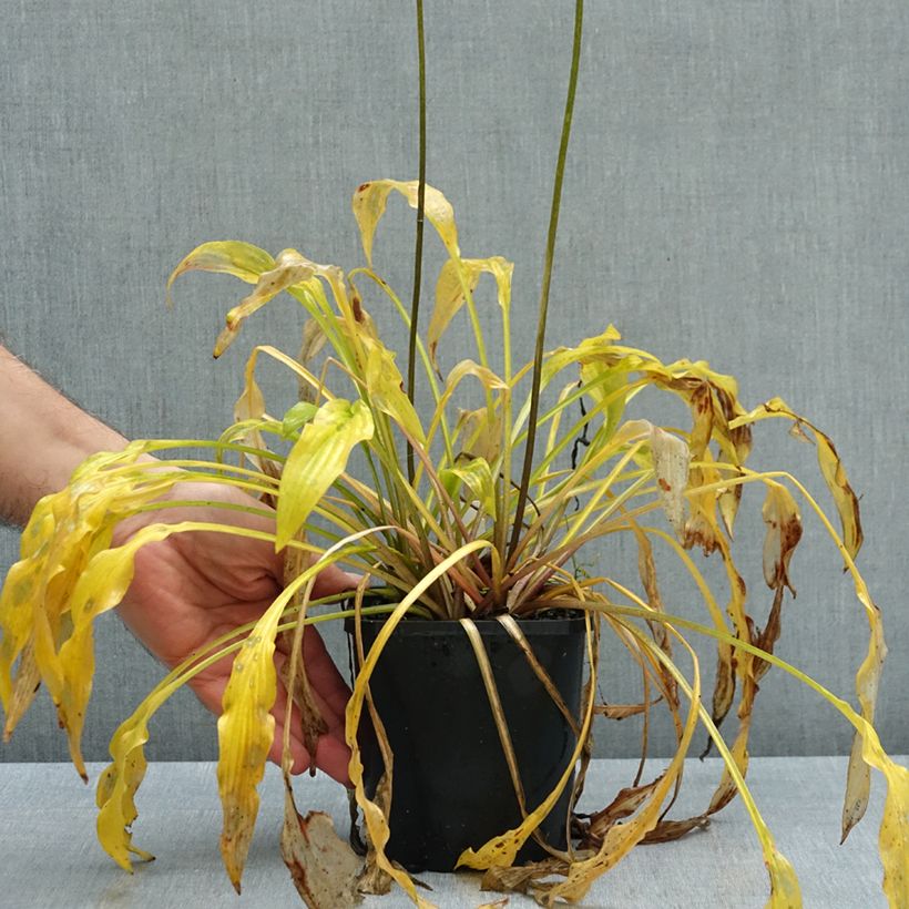 Spécimen de Hosta Party Streamers Pot de 1,5L/2L tel que livré en automne