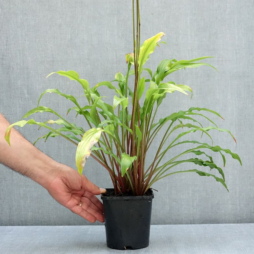 Spécimen de Hosta Party Streamers Pot de 1,5L/2L tel que livré en été