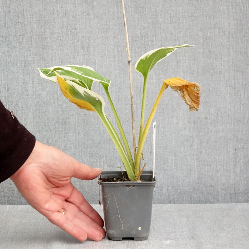 Spécimen de Hosta Patriot s Fire Godet de 8/9 cm tel que livré en automne