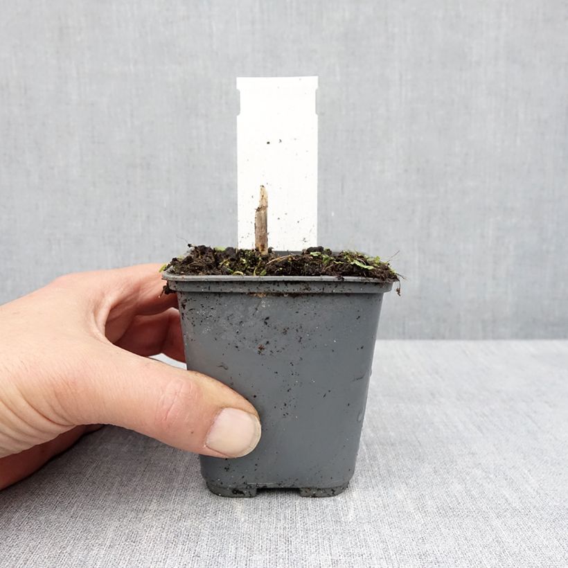 Hosta fortunei Patriot's Fire Vasetto da 8/9 cm esemplare consegnato in primavera