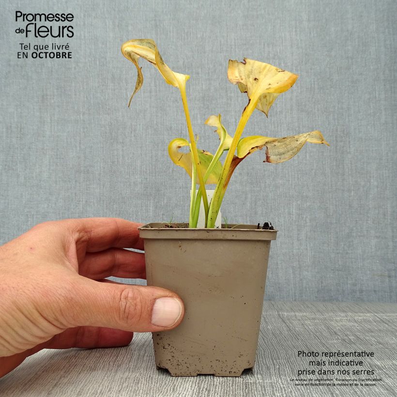 Spécimen de Hosta Paul s Glory Godet de 8/9 cm tel que livré en automne