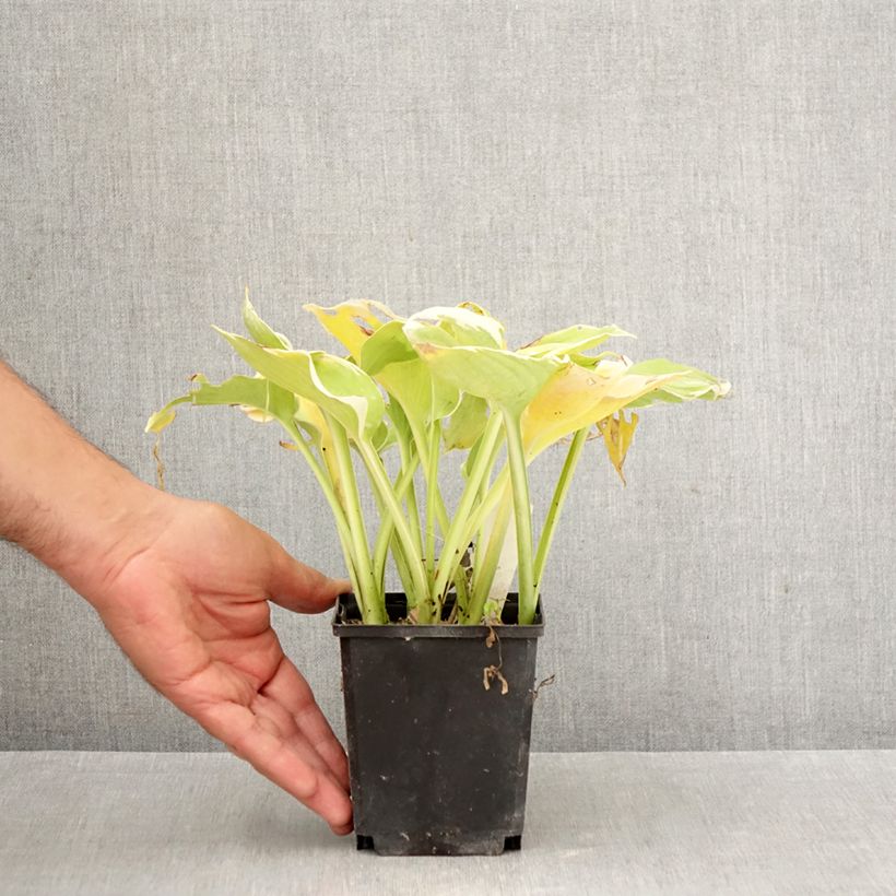 Spécimen de Hosta Pizzazz Godet de 8/9 cm tel que livré en automne