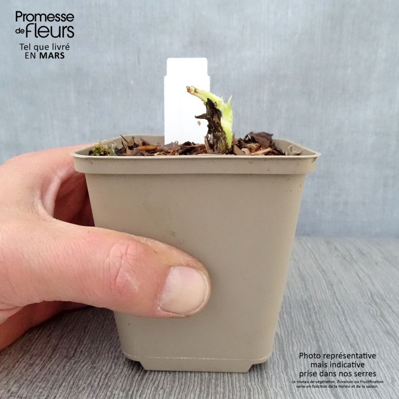 Spécimen de hosta plantaginea grandiflora Godet de 8/9 cm tel que livré au printemps