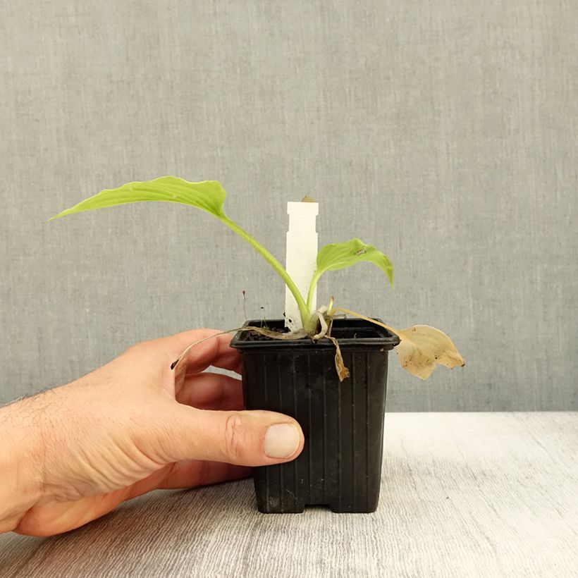 Spécimen de Hosta plantaginea var. japonica Godet de 8/9 cm tel que livré en automne