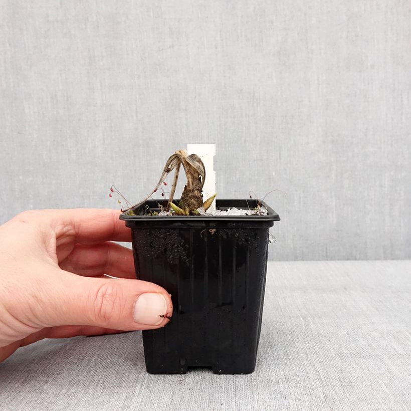 Spécimen de Hosta plantaginea var. japonica Godet de 8/9 cm tel que livré en hiver