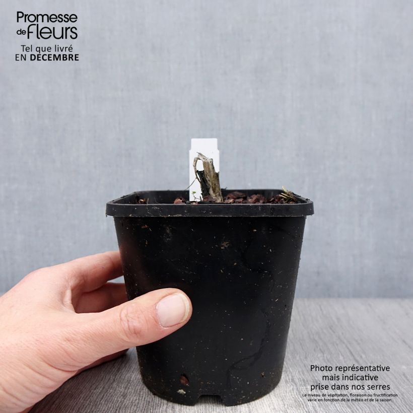 Spécimen de Hosta plantaginea Venus Pot de 1,5L/2L tel que livré en hiver