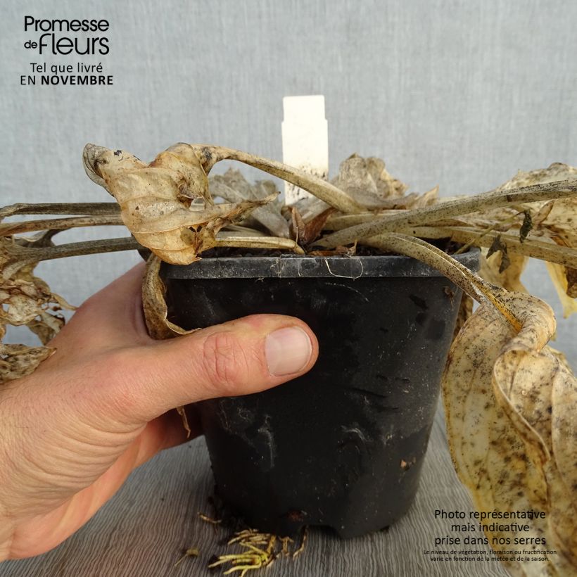 Spécimen de Hosta Pocketfull of Sunshine Pot de 1,5L/2L tel que livré en automne