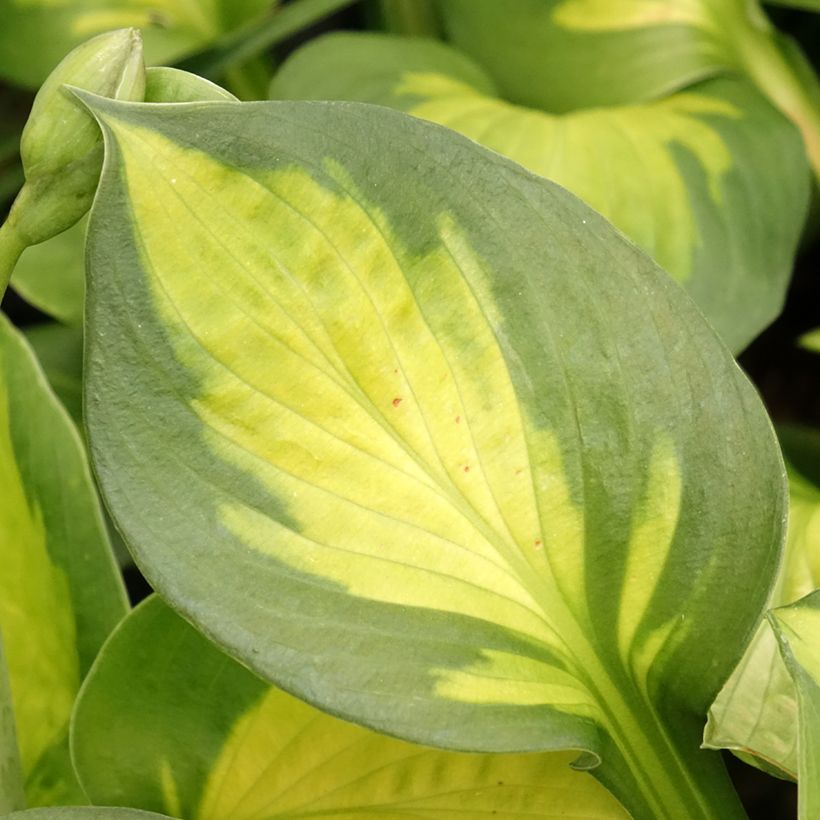 Hosta Pocketfull of Sunshine (Feuillage)
