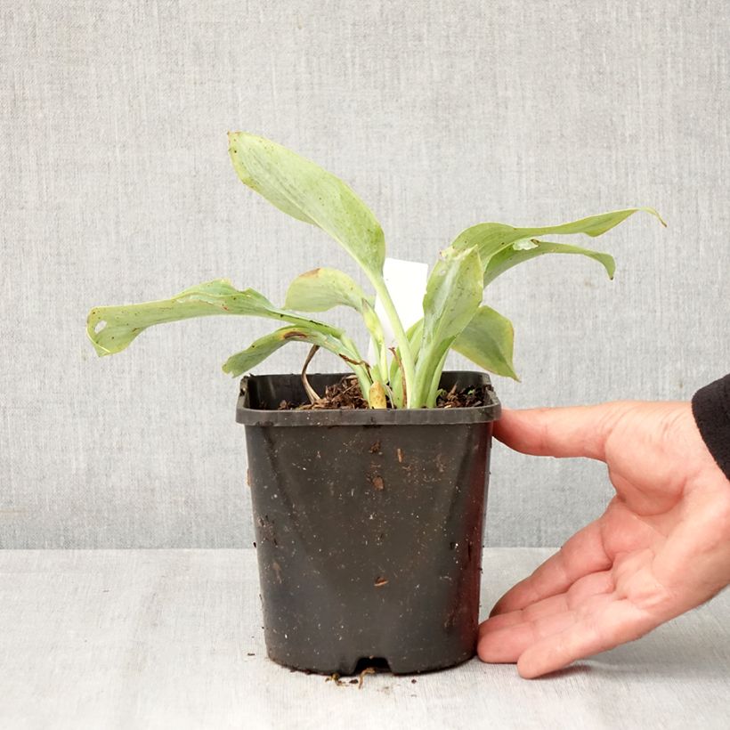 Spécimen de Hosta Prairie Sky Pot de 1,5L/2L tel que livré en automne