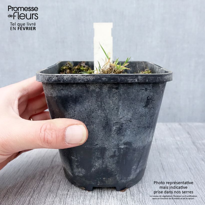 Spécimen de Hosta Praying Hands Pot de 1,5L/2L tel que livré en hiver