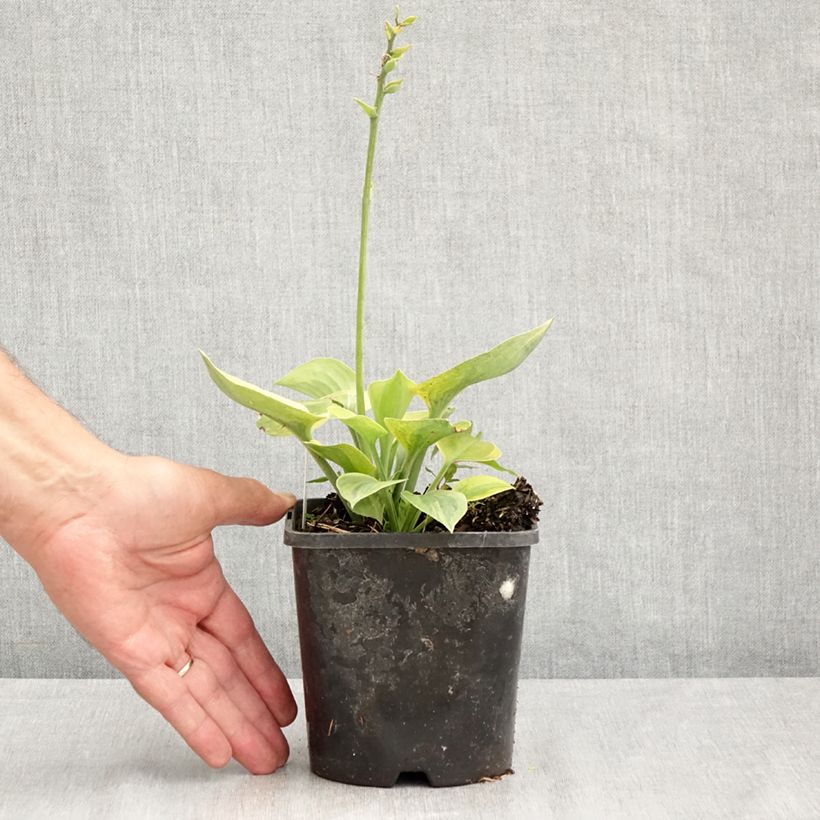 Spécimen de Hosta Radiant Edger Pot de 1,5L/2L tel que livré en été