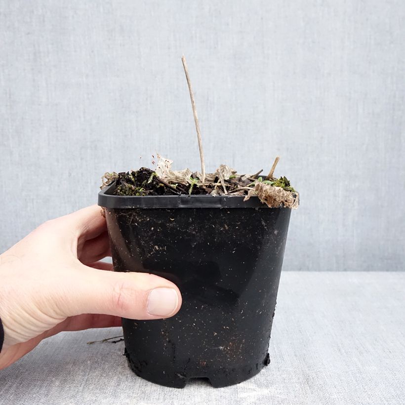 Spécimen de Hosta Radiant Edger Pot de 1,5L/2L tel que livré en hiver