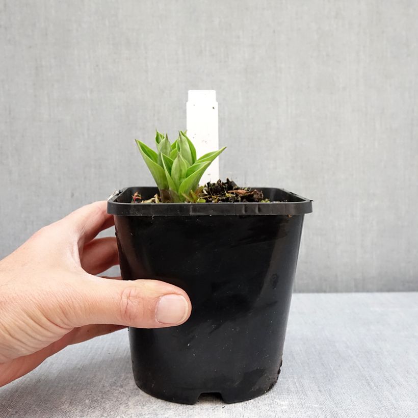 Spécimen de Hosta Radiant Edger Pot de 1,5L/2L tel que livré au printemps