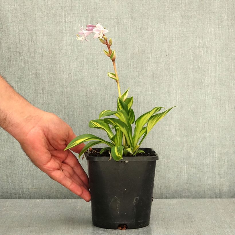 Spécimen de Hosta Rainbows End Pot de 1,5L/2L tel que livré en été