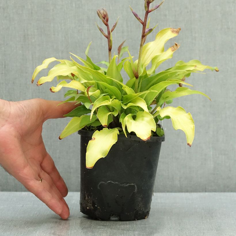 Spécimen de Hosta Raspberry Sorbet Pot de 1,5L/2L tel que livré en été