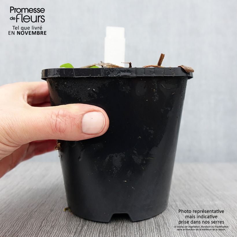 Spécimen de Hosta Raspberry Sundae Pot de 1,5L/2L tel que livré en automne