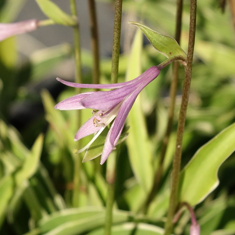 Hosta Raspberry Sundae (Floraison)