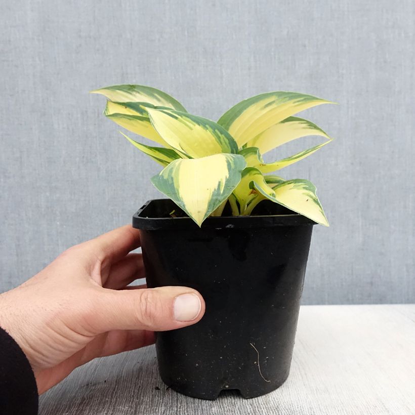 Hosta Remember Me Maceta 1,5L/2L Ejemplar entregado en la primavera