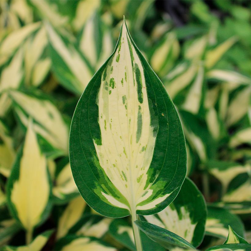 Hosta Revolution (Feuillage)