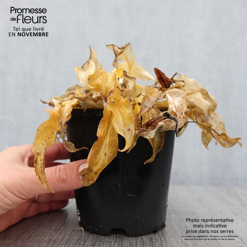Spécimen de Hosta Ripple Effect Pot de 1,5L/2L tel que livré en automne