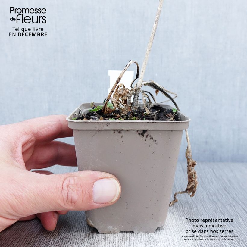 Spécimen de Hosta Robert Frost Godet de 8/9 cm tel que livré en automne