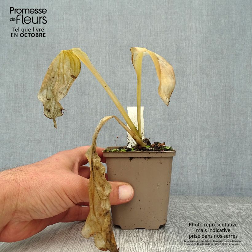 Spécimen de Hosta Royal Standard Godet de 8/9 cm tel que livré en automne